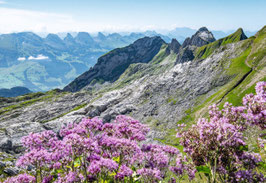 grusskarte alpstein
