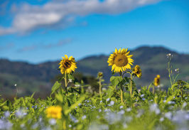 grusskarte sonnenblumen-feld rheintal