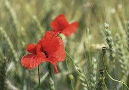 minikarte mohnblume · thurgau