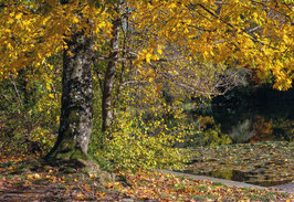 grusskarte buebeweier · st. gallen