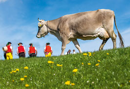 grusskarte hochalp appenzellerland
