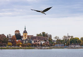 grusskarte graureiher · arbon