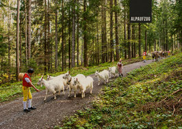 postkarte alpaufzug