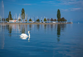 grusskarte schwan arboner bucht