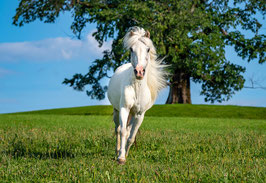grusskarte appenzellerland