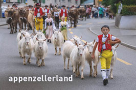 magnet appenzellerland