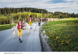 postkarte appenzellerland alpaufzug