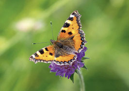 minikarte kleiner fuchs · appenzellerland
