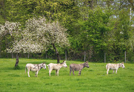 grusskarte esel thurgau