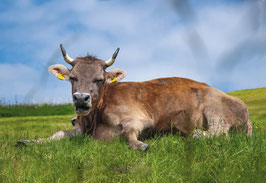 grusskarte kuh appenzellerland