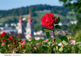 winterthur rosengarten