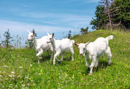 grusskarte appenzeller geissen