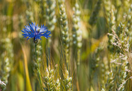 grusskarte kornblume thurgau