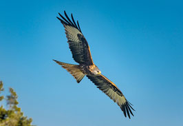 grusskarte rotmilan · appenzellerland