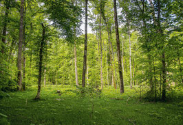 grusskarte bommer holz · thurgau