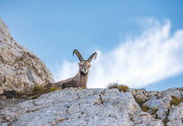 grusskarte steinbock lisengrat