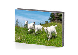 holzbild appenzeller geissen bei der scheidegg