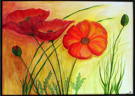 mohn