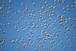 Pacific Flyway