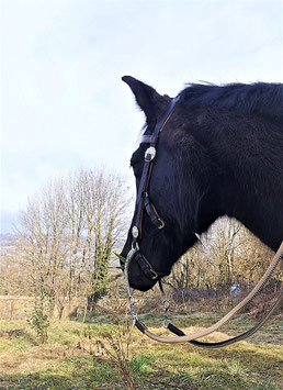 Montants Western Taille CHEVAL DE TRAIT (la paire)