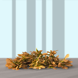 Motiv/Subject  18:052:001:BS:DFQ - Herbstzeit (Bergahorn) / Autumn time (Sycamore maple)