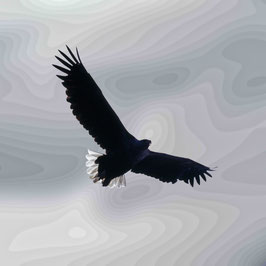 Motiv / Subject  05:02:224:001:Q - Herr der Lüfte (Seeadler) / Master of the skies (White-tailed sea-eagle)
