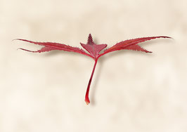 Motiv/Subject  16:052:003:BW:DF - Herbstzeit (Japanischer Rotahorn) / Autumn time (Japanese red maple)