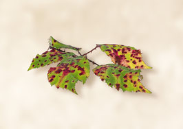Motiv/Subject  16:15:014:001 - Herbstzeit (Brombeere)