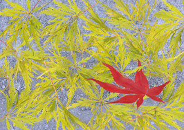 Motiv / Subject  22-04-023 - Herbstzeit (Japanischer Ahorn)
