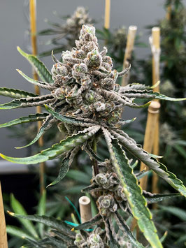 Bluemosa S1