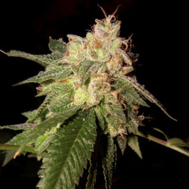 DNA Genetics - OG Kush