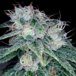 DNA Genetics - Sour Diesel