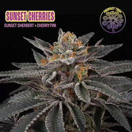 Perfect Tree Seeds - Sunset Cherries