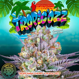 Perfect Tree Seeds - TropicOzz