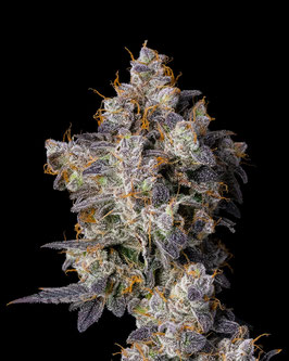 Cherry Zelato