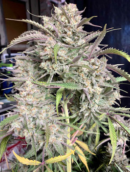 Strawnana Auto