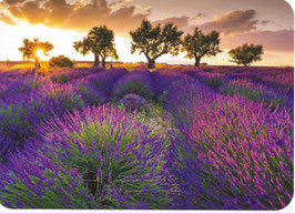 D - Lavender Fields