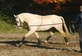 Busse Longierhilfe COTTON