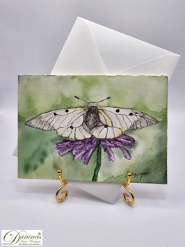 Schmetterling Schwarzer Apollo