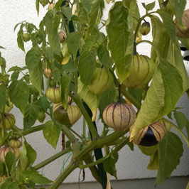 Tomatillo: Purple