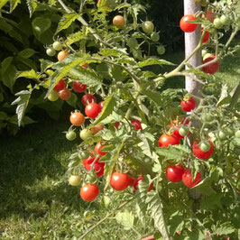 Tomate: Rote Murmel