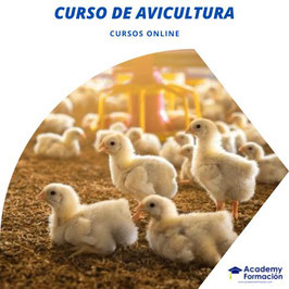 OFERTA! Curso Online de Avicultura (Titulación Certificada)