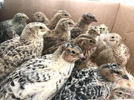 Organic Quail - Live or freshly slaughtered 有机鹌鹑-活体或现宰