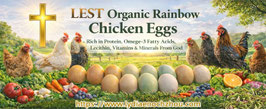 LESTHEggs-1 Hatched and Fertilized Organic Health-Promoting Rainbow Eggs 3 可孵化受精有机彩虹鸡蛋 3只