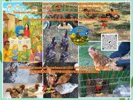 Hands on experience at LEST NATURAL CUTE POULTRY Ticket 妮蒂雅以诺科学珍宝体验与可爱家禽互动的乐趣门票