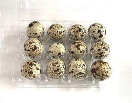 LESTQHEggs-1 Hatched and Fertilized Organic Health-Promoting Quali Eggs 可孵化受精有机鹌鹑蛋 6只