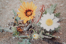 Tableau-haïku - Cette fleur ce jour-là