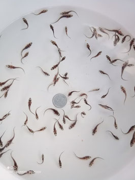 コチョウザメ稚魚