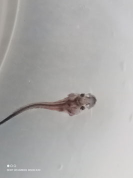 ベステル孵化仔魚
