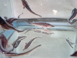 ベステル稚魚